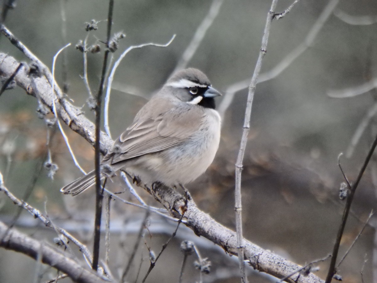 Black-throated Sparrow - ML640969309