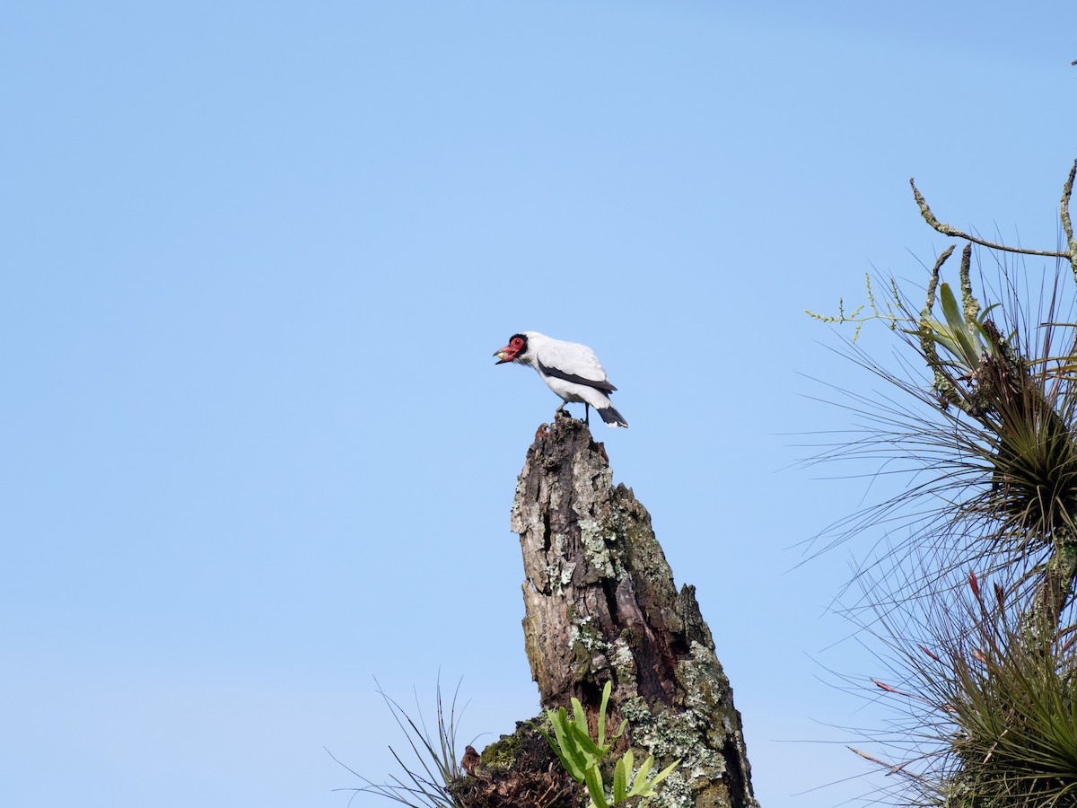 masketityra - ML640969319