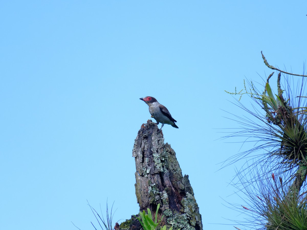 masketityra - ML640969320