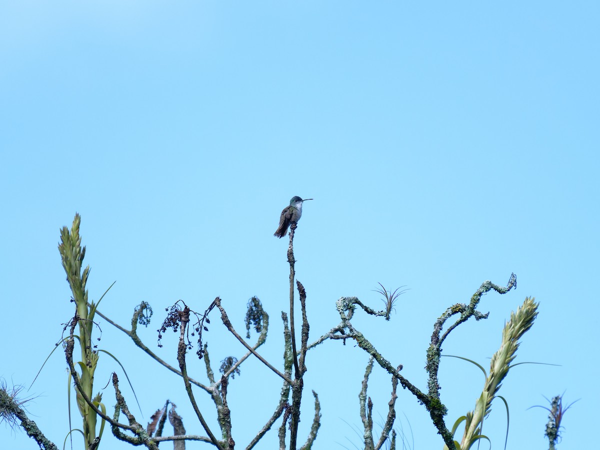 asurkronekolibri - ML640969325