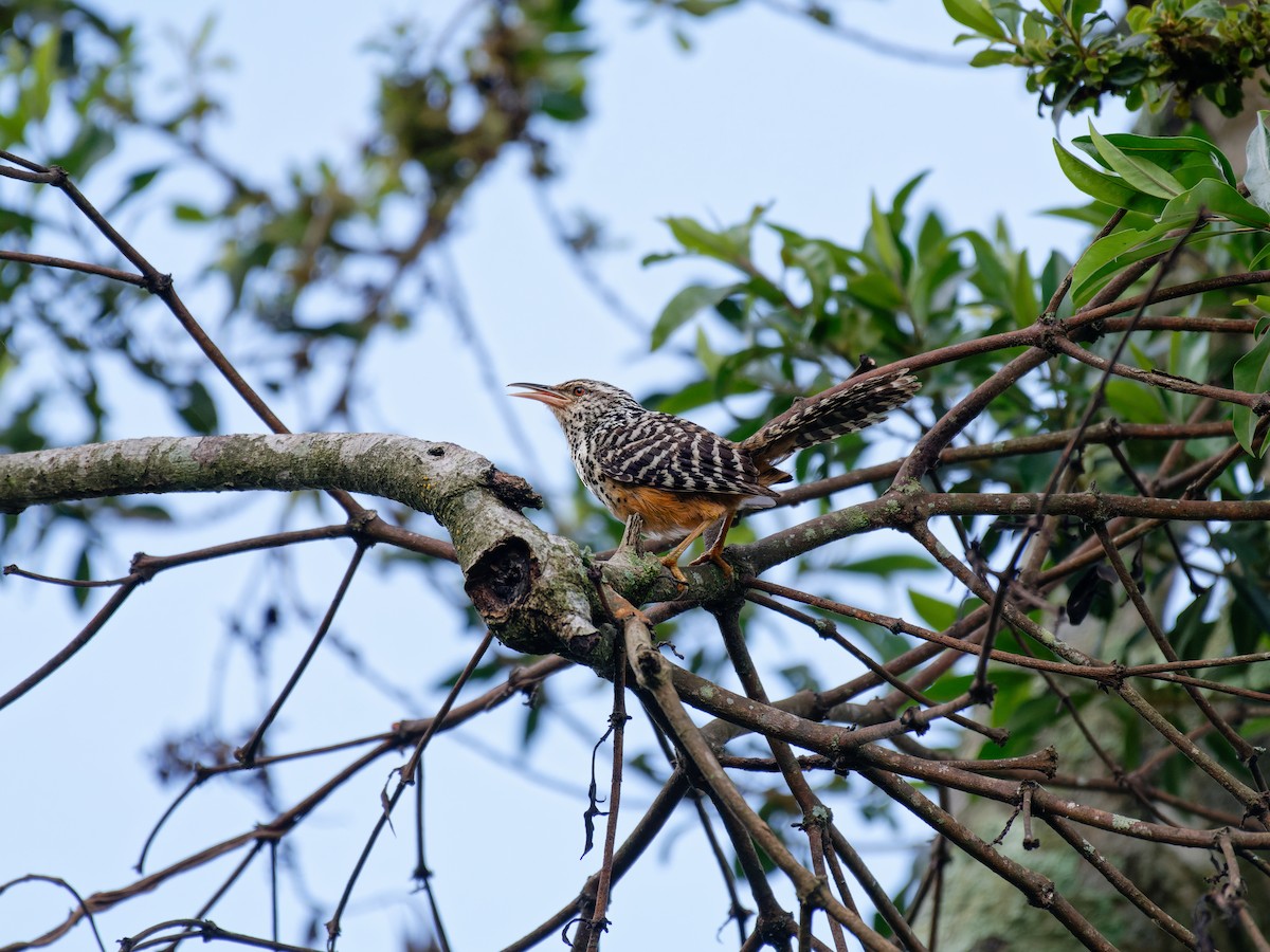 båndryggsmett - ML640969344