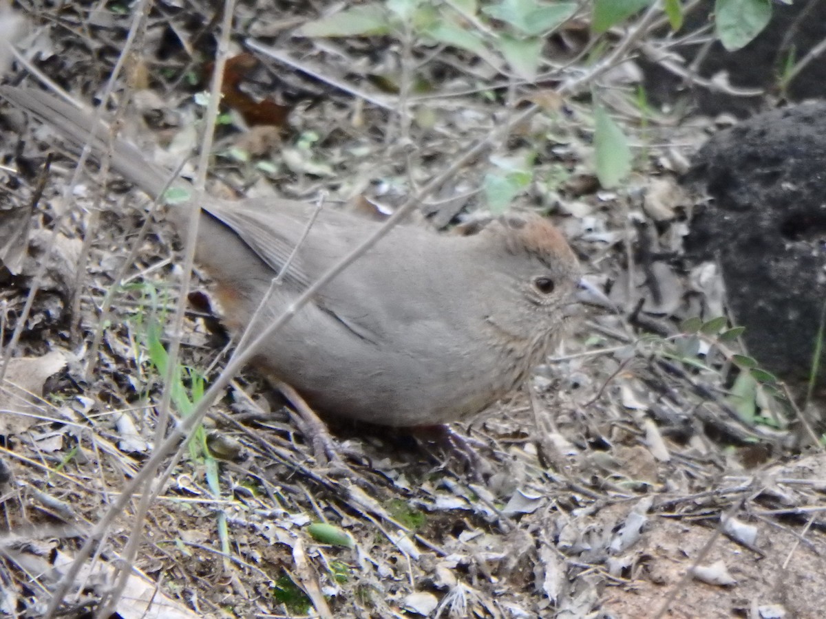 Canyon Towhee - ML640969345