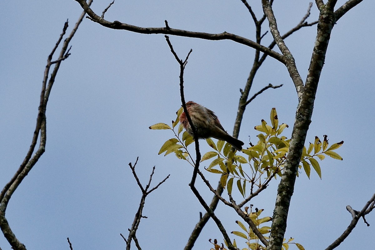 House Finch - ML640969370
