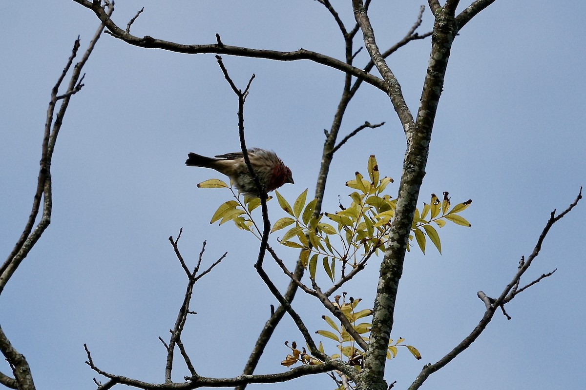House Finch - ML640969371