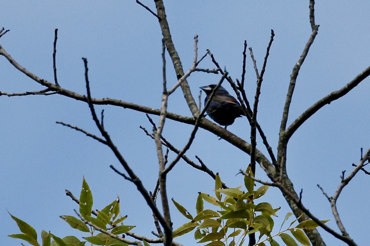 Blue Grosbeak - ML640969398