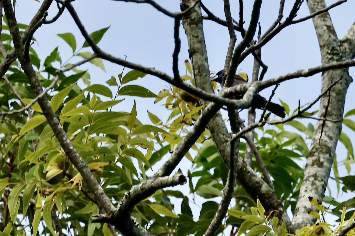 Blue Grosbeak - ML640969399