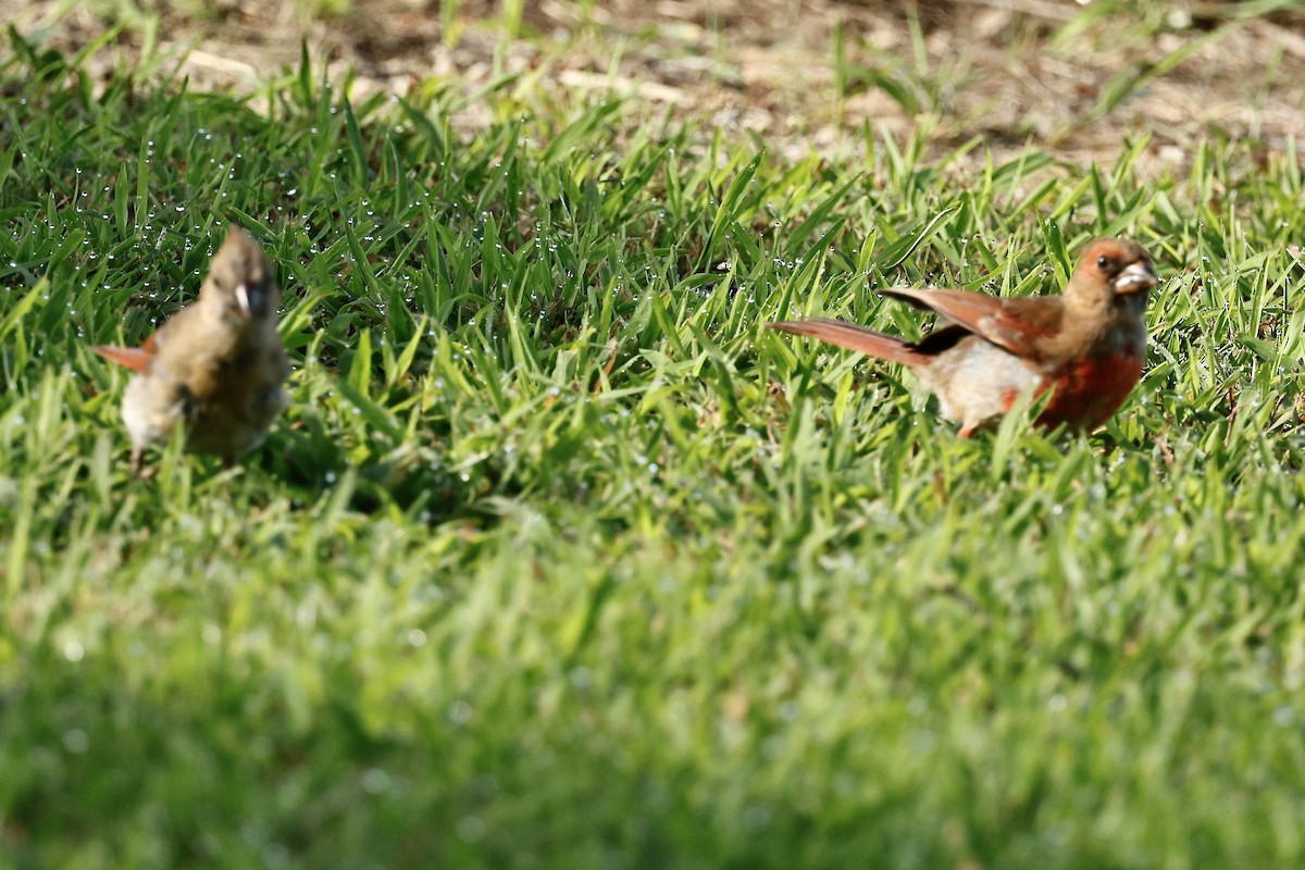 Northern Cardinal - ML640969408