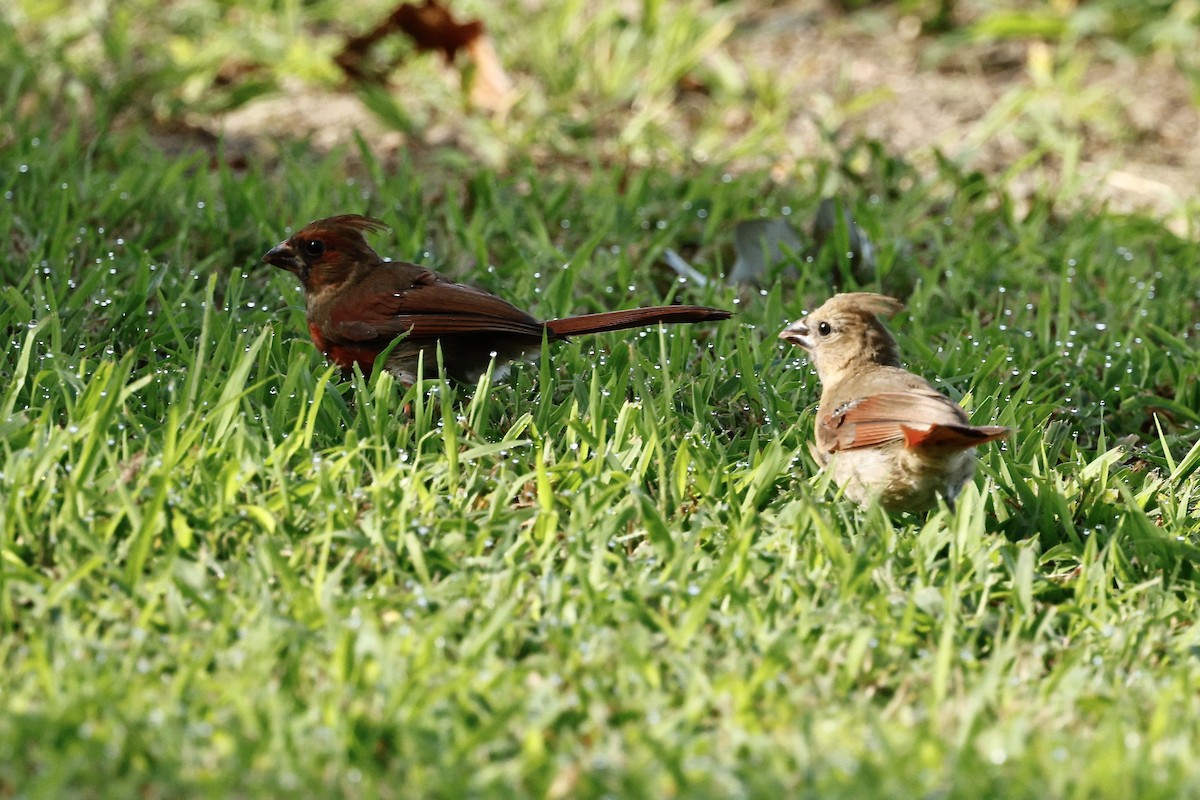 Northern Cardinal - ML640969409