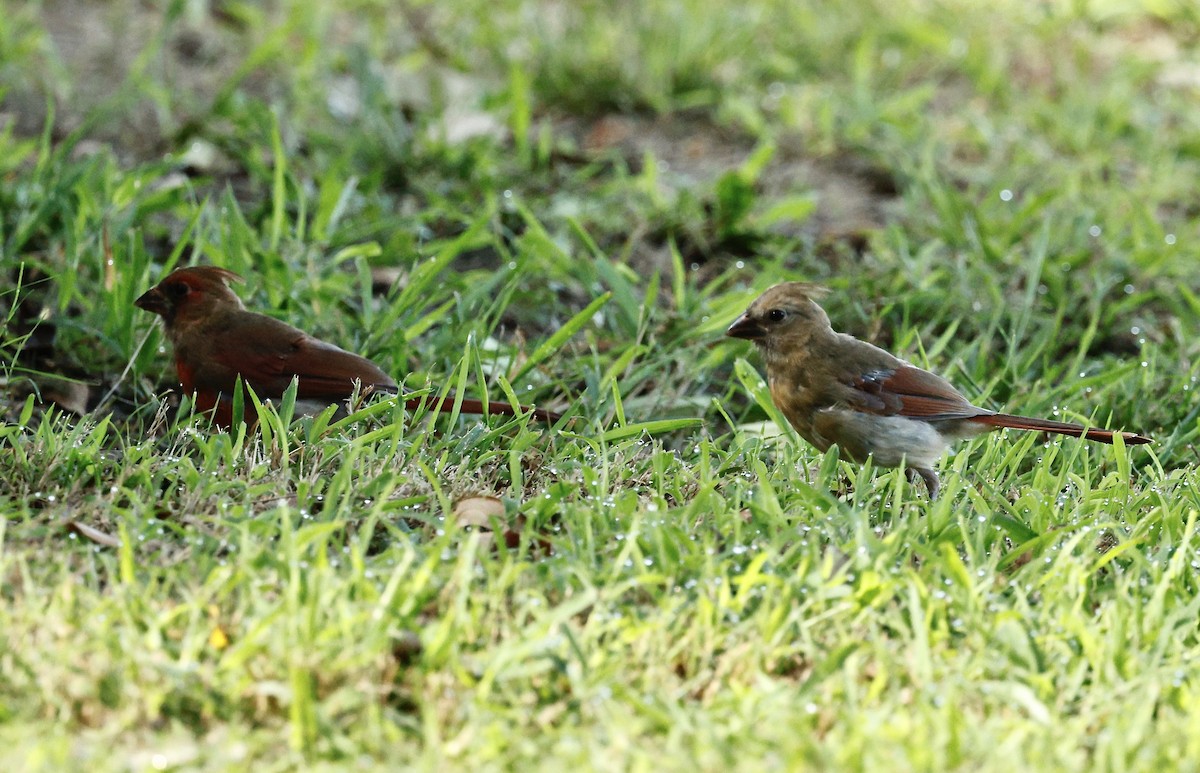 Northern Cardinal - ML640969410