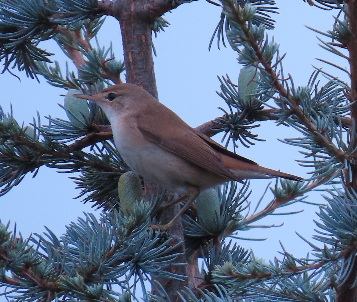 Marsh/Common Reed Warbler - ML640969414