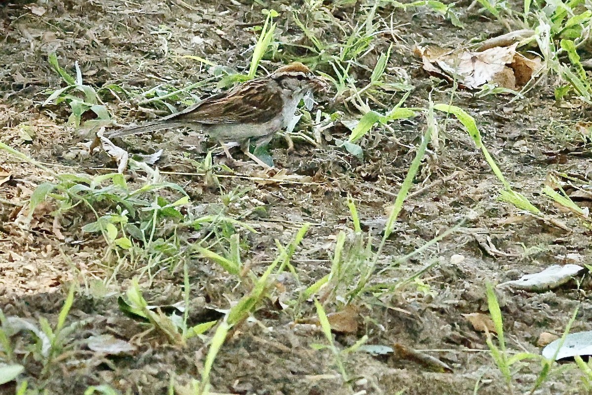 Chipping Sparrow - ML640969425