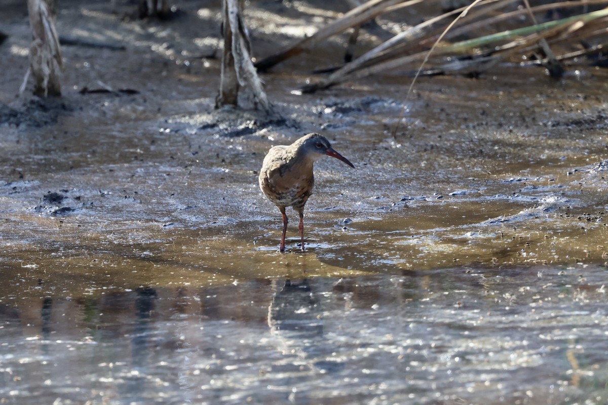 Virginia Rail - ML640969488