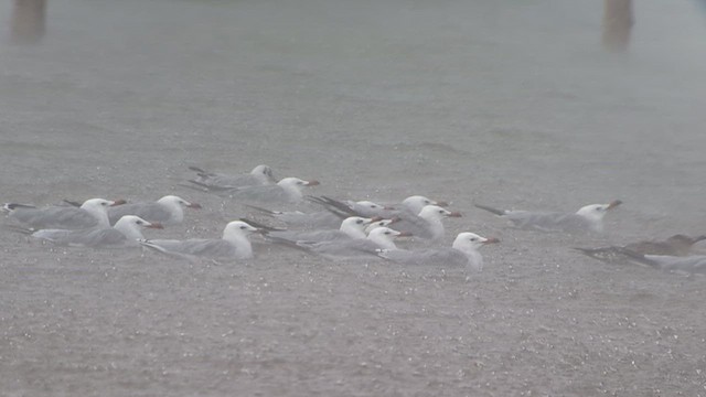 Audouin's Gull - ML640969551