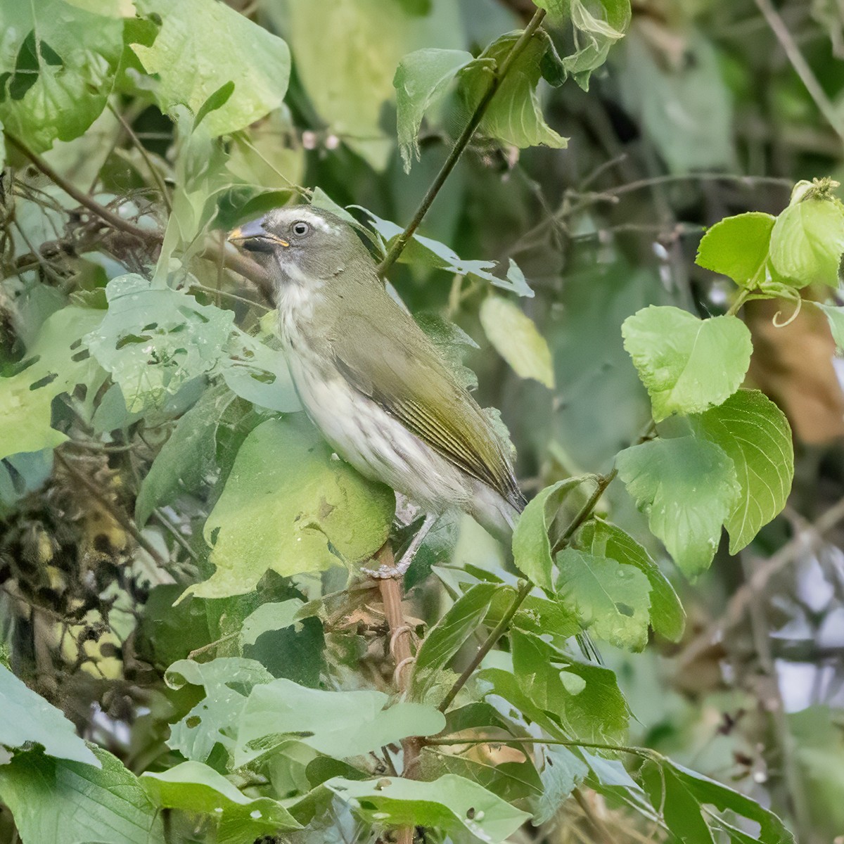 Streaked Saltator - ML640969570