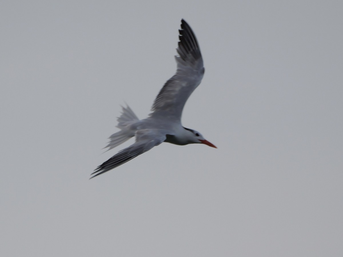 Royal Tern - ML640969621