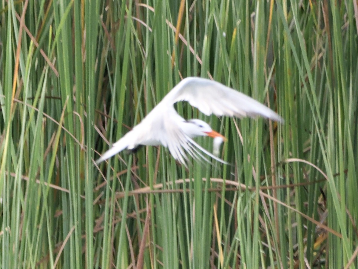 Royal Tern - ML640969625