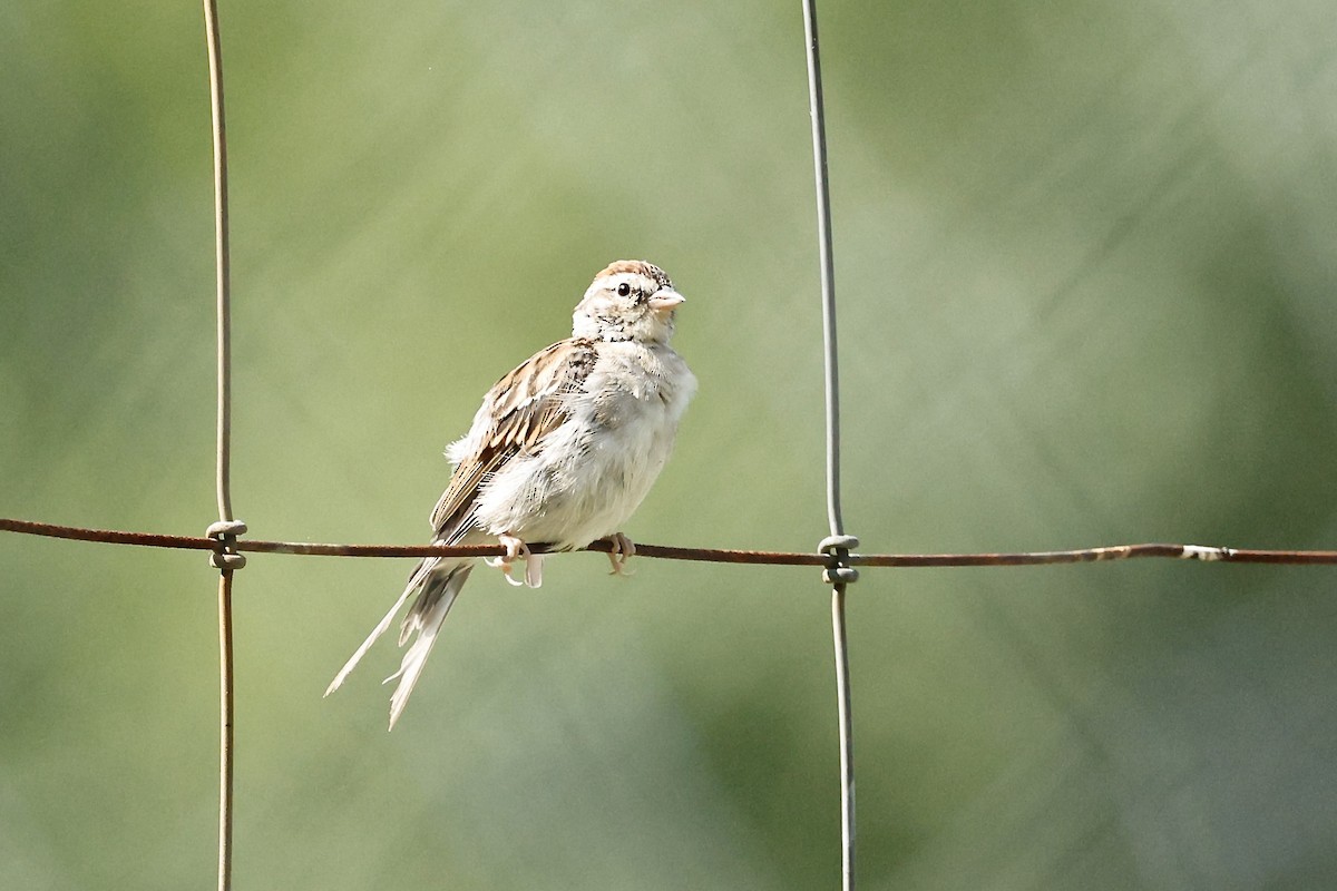 Chipping Sparrow - ML640969660