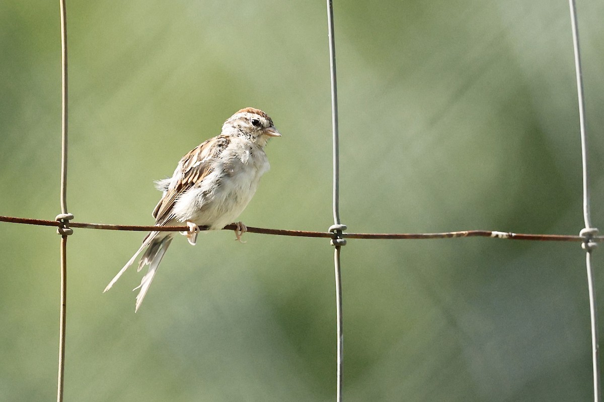 Chipping Sparrow - ML640969661