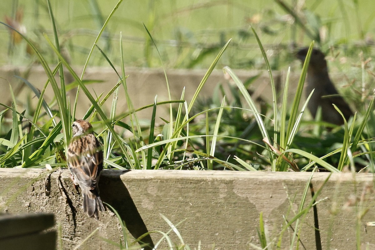 Chipping Sparrow - ML640969668
