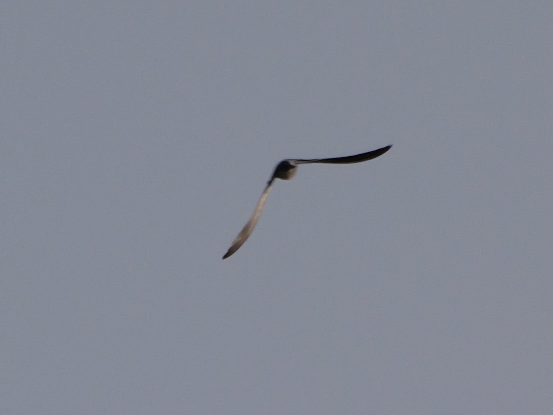 Barn Swallow (American) - ML640969689