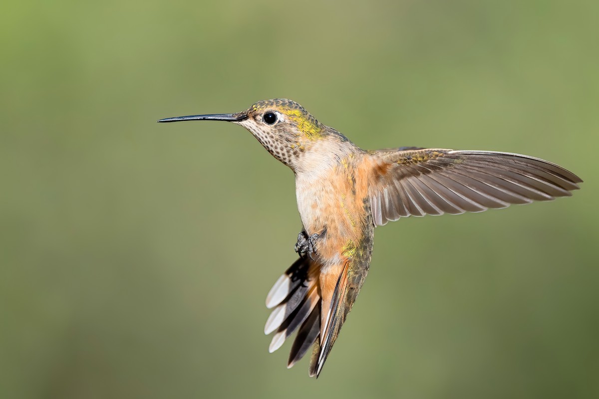 Broad-tailed Hummingbird - ML640969701