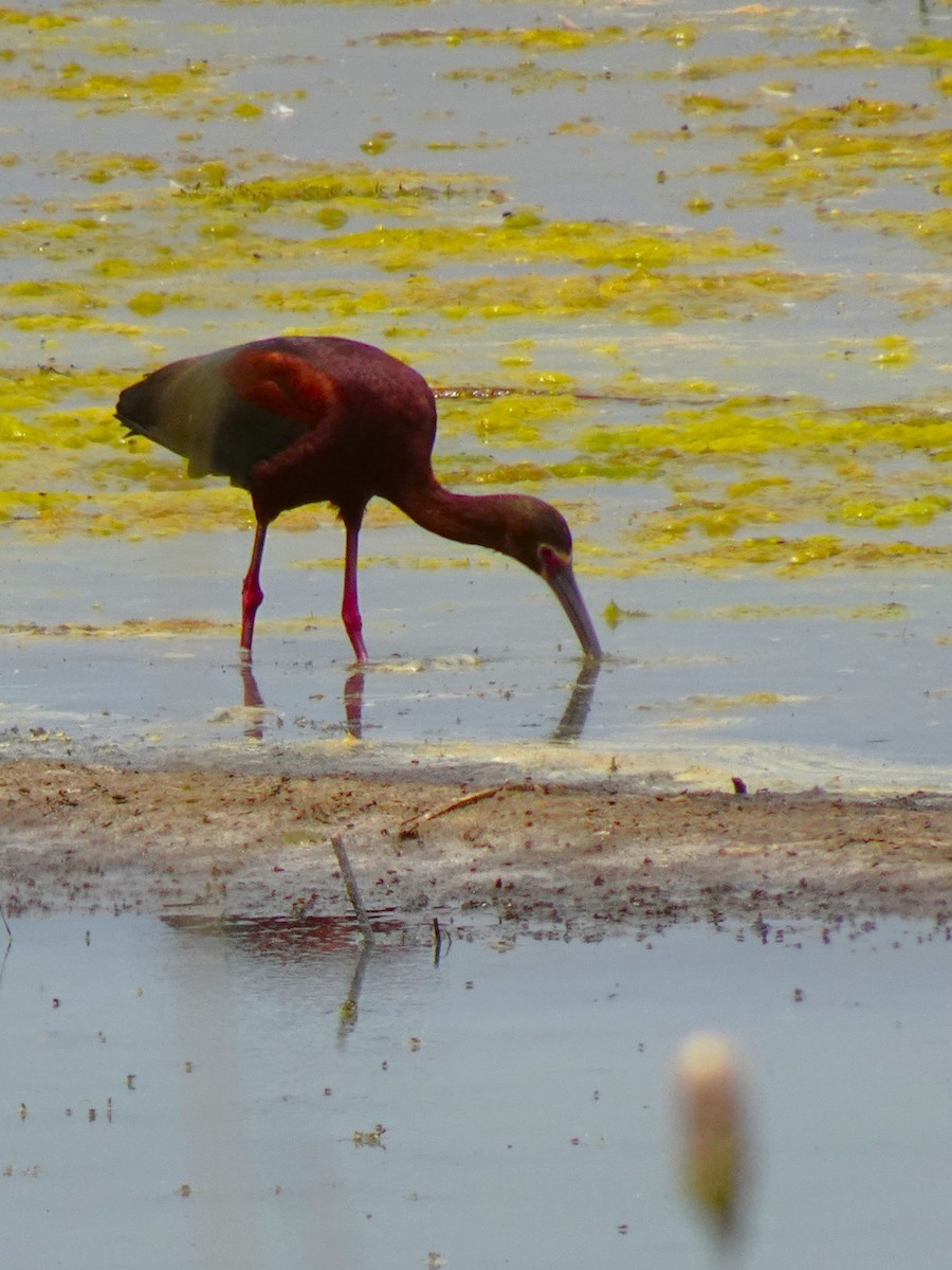 White-faced Ibis - ML640969718
