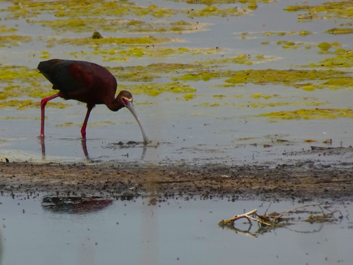 White-faced Ibis - ML640969720