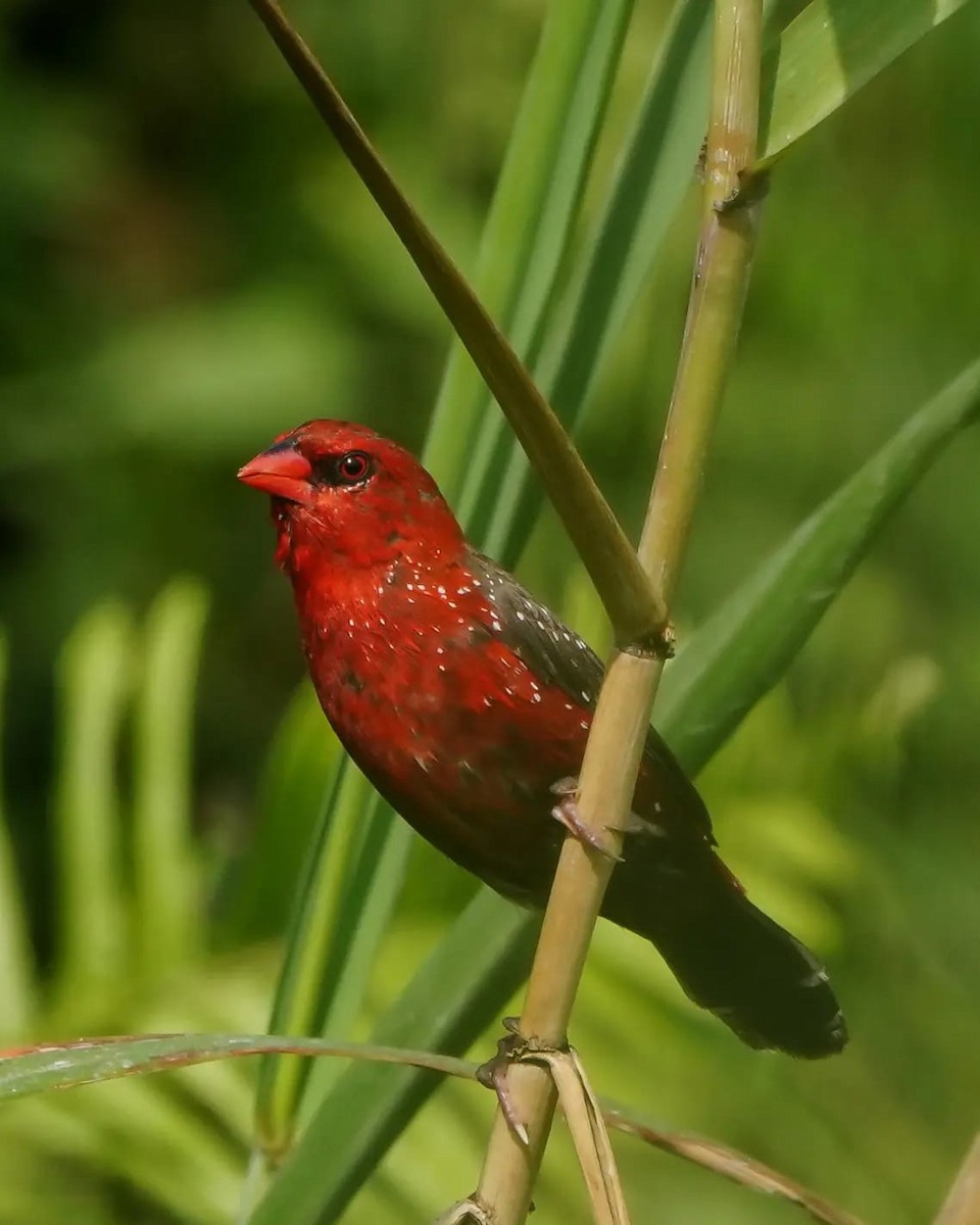 Red Avadavat - ML640969736