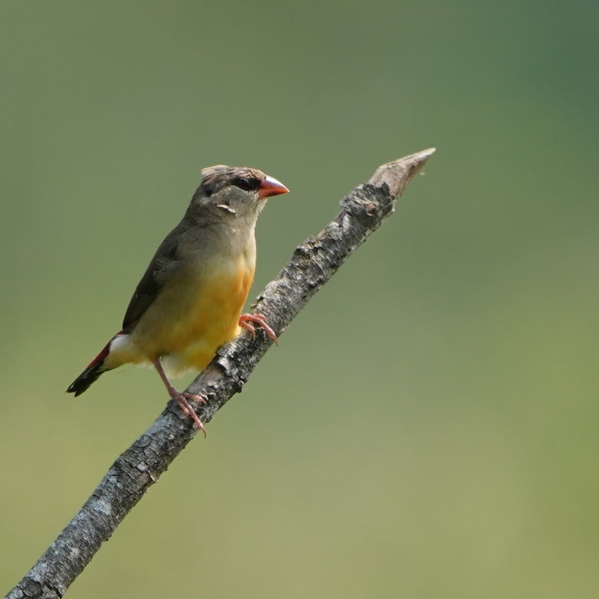 Red Avadavat - ML640969737