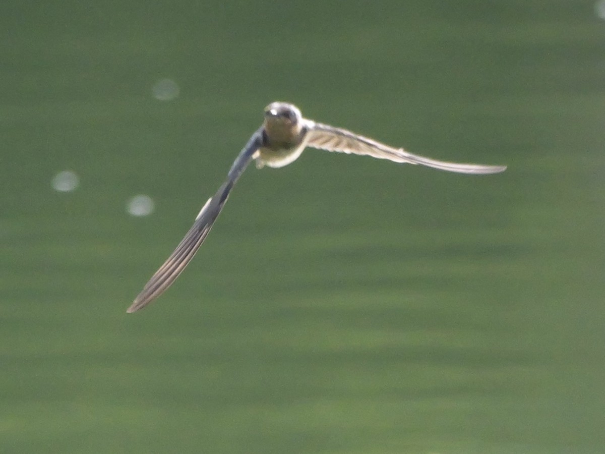 Barn Swallow (American) - ML640969758