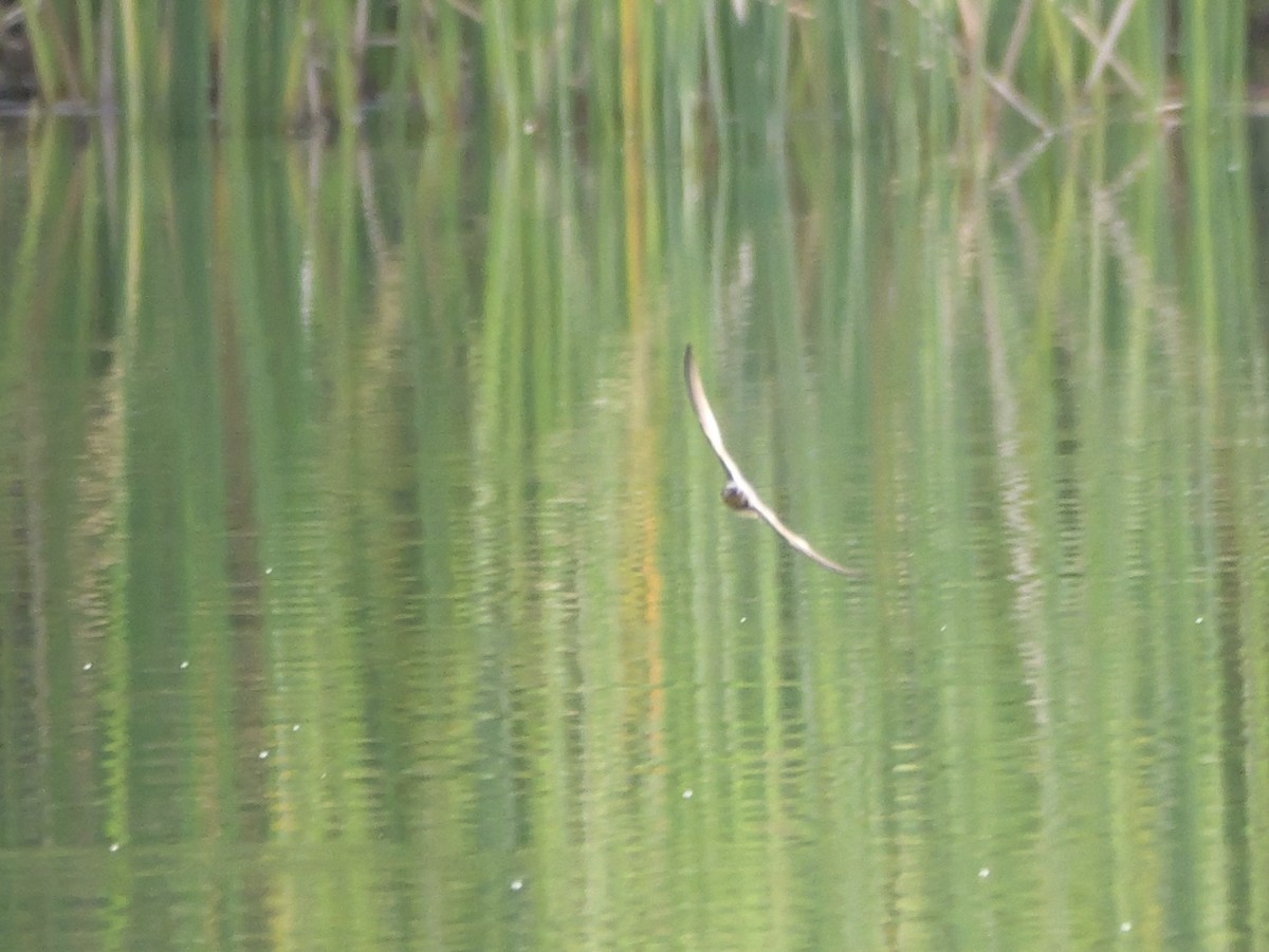 Barn Swallow (American) - ML640969759