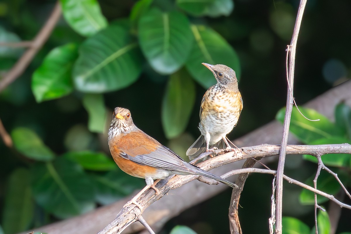 Rufous-backed Robin (Rufous-backed) - ML640969785