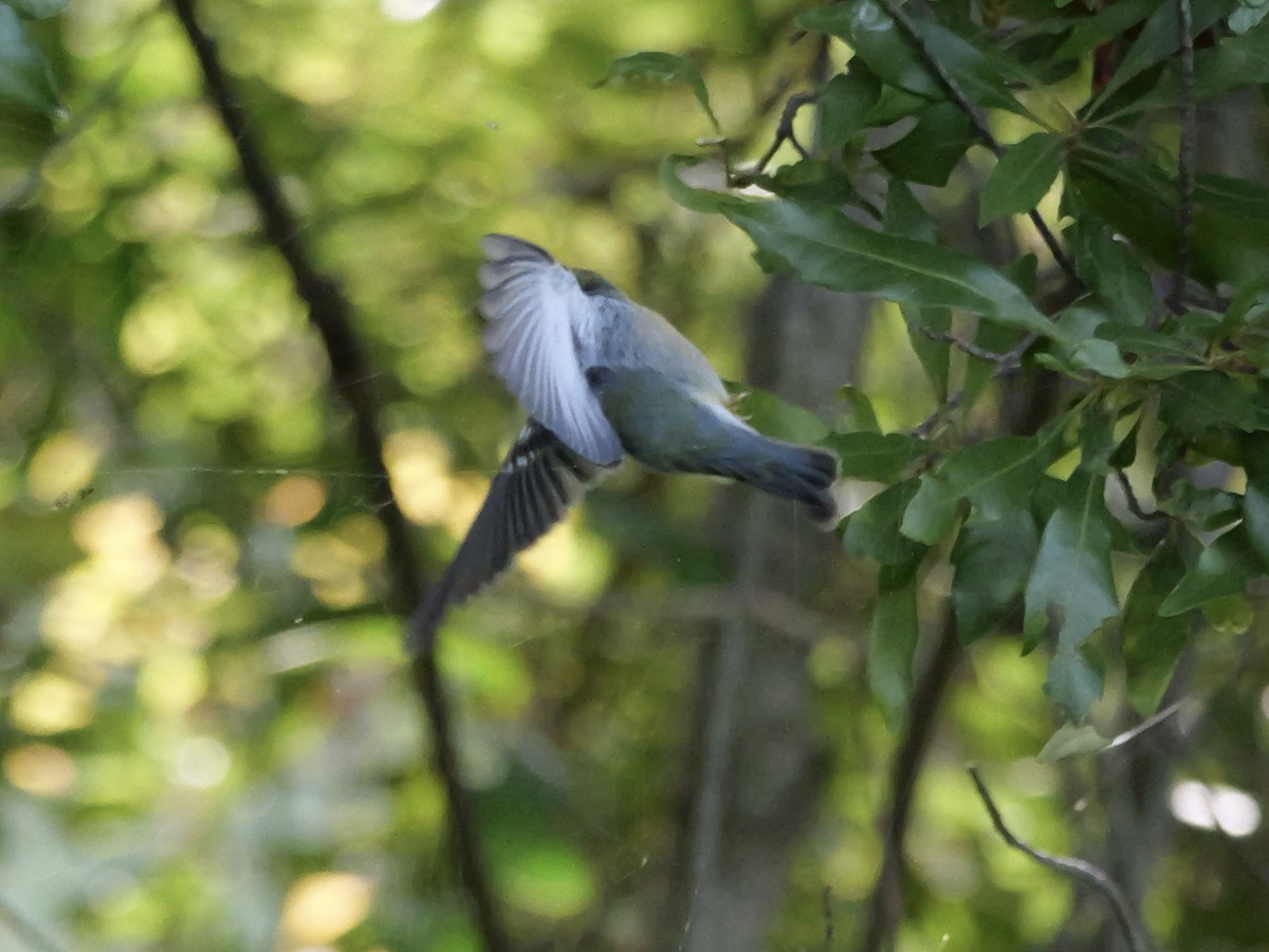 Northern Parula - ML640969788