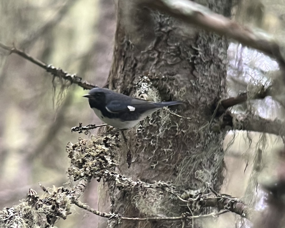 Black-throated Blue Warbler - ML640969792
