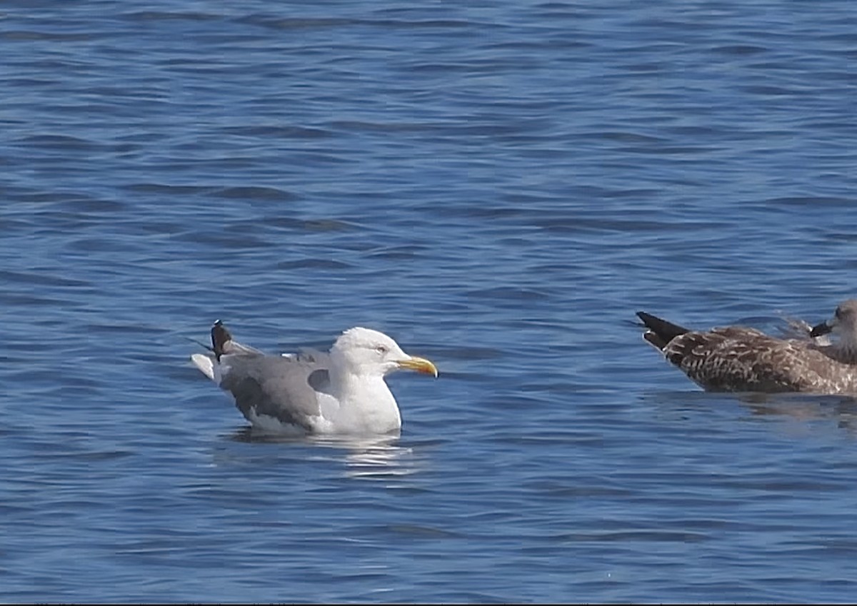 Yellow-legged Gull - ML640969807