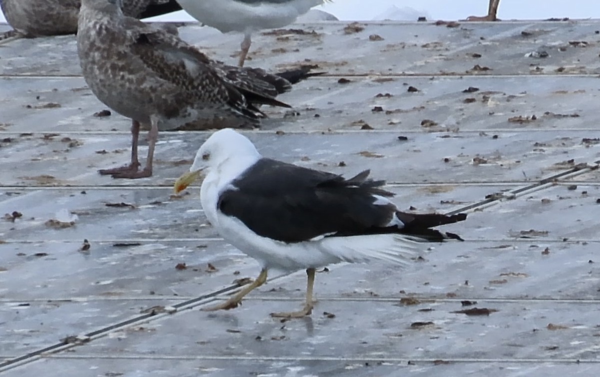 Lesser Black-backed Gull (graellsii) - ML640969834
