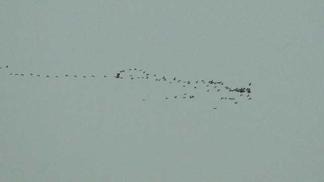 Glossy Ibis - ML640969847