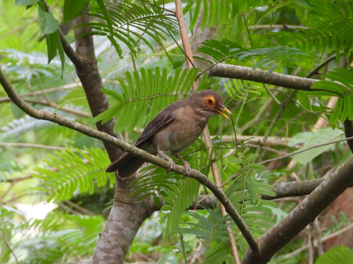 Spectacled Thrush - ML640969879