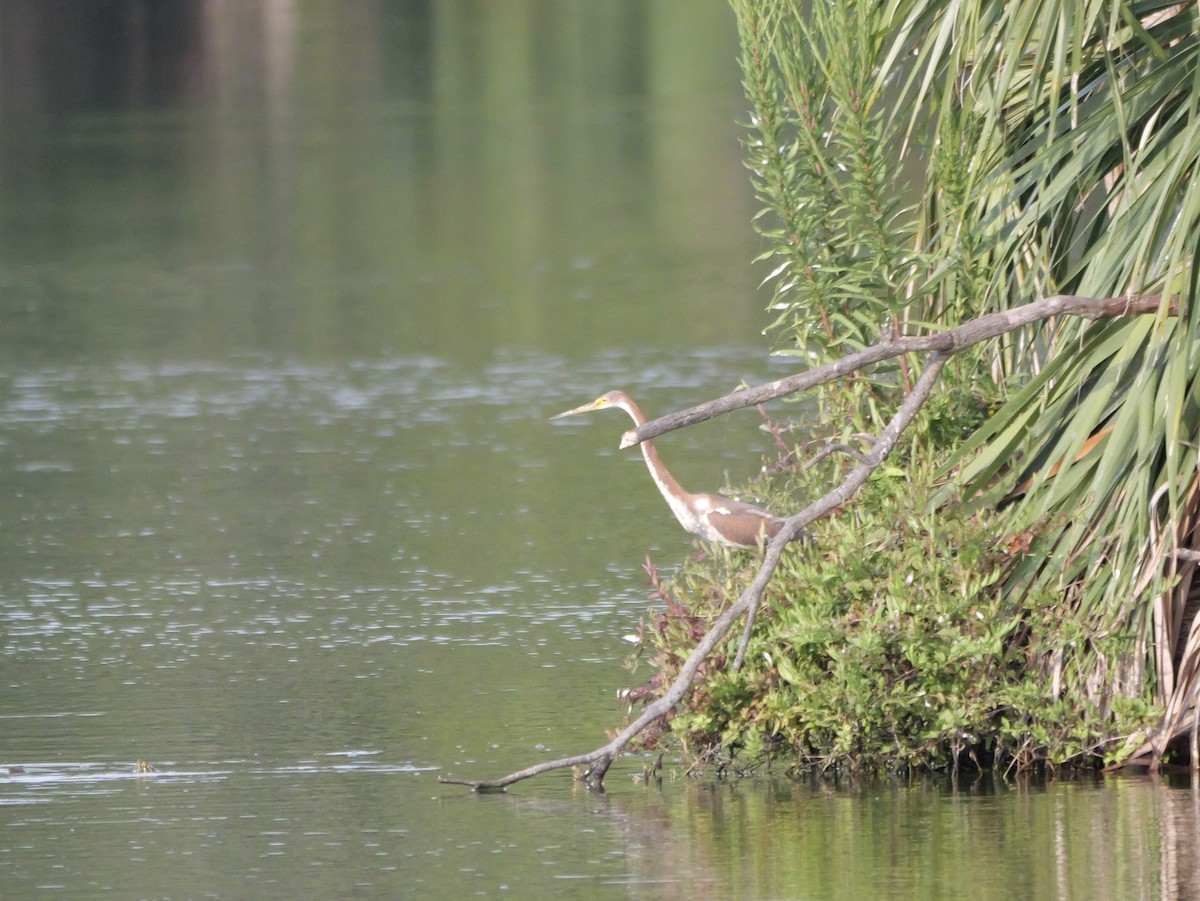 Tricolored Heron - ML640969896