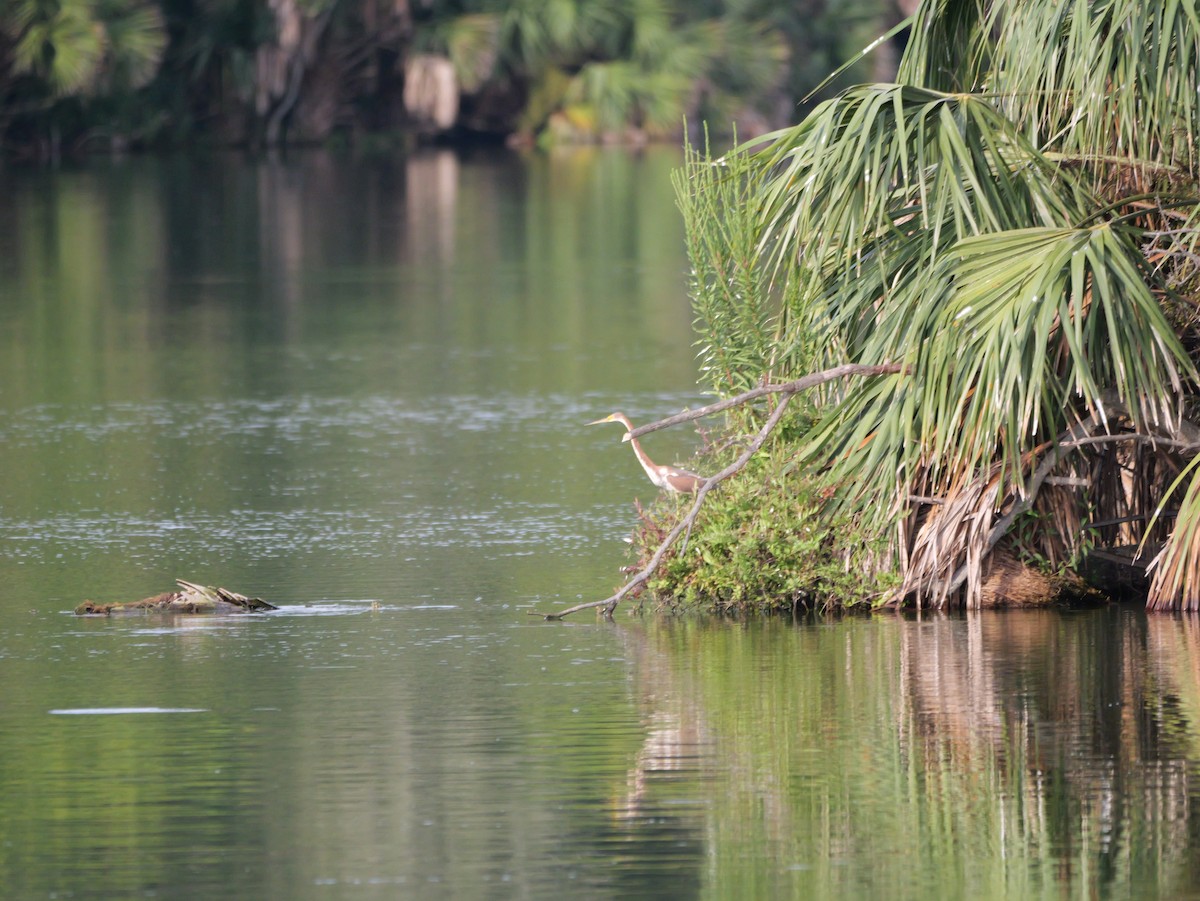 Tricolored Heron - ML640969897