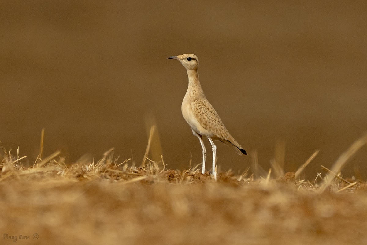 Cream-colored Courser - ML640969918