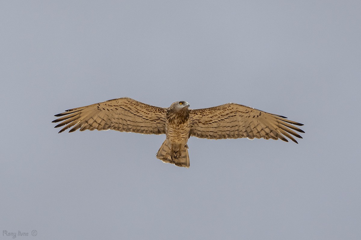 Short-toed Snake-Eagle - ML640969921