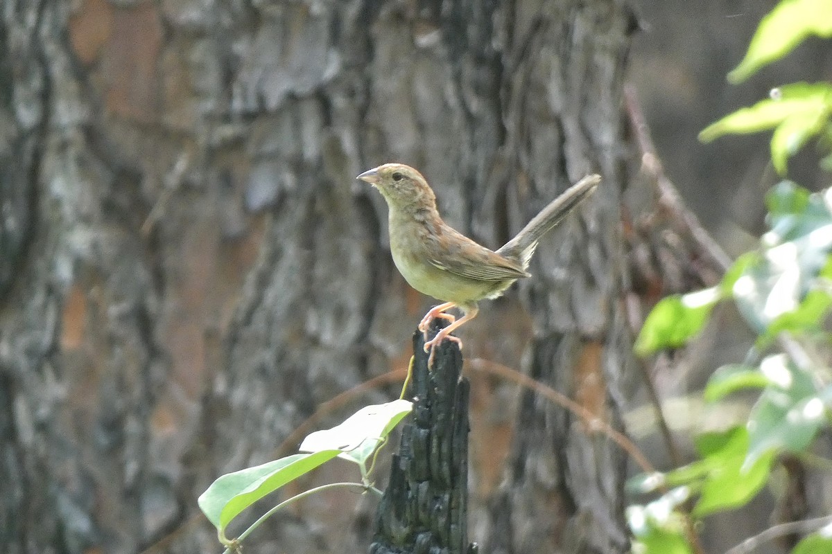 Bachman's Sparrow - ML640970026