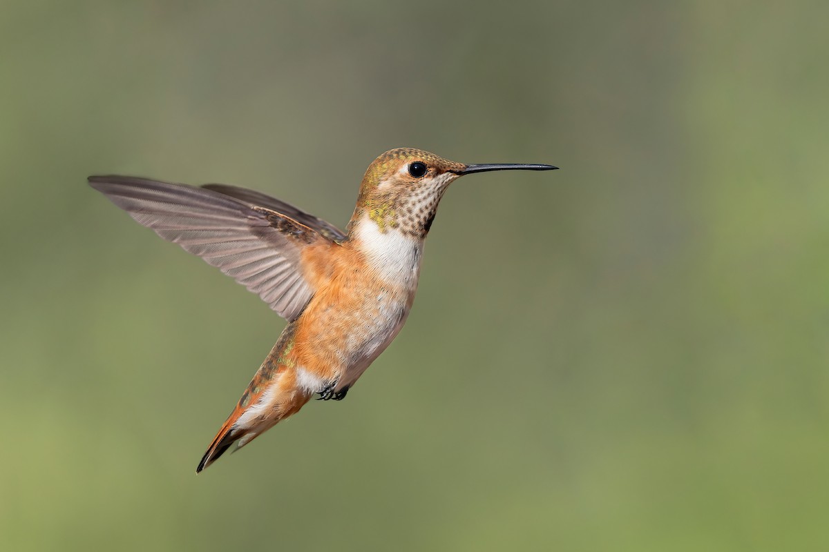 Rufous Hummingbird - ML640970027