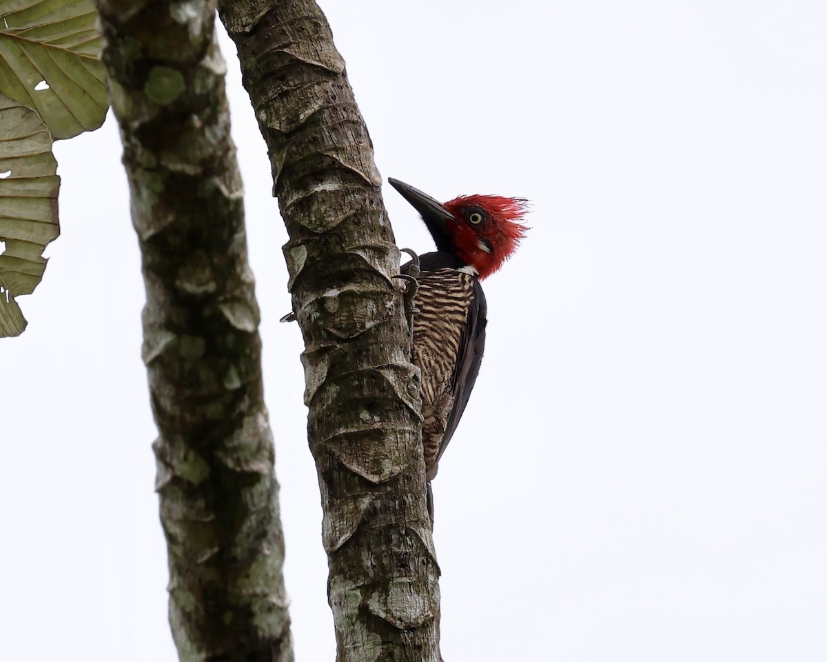 Guayaquil Woodpecker - ML640970094