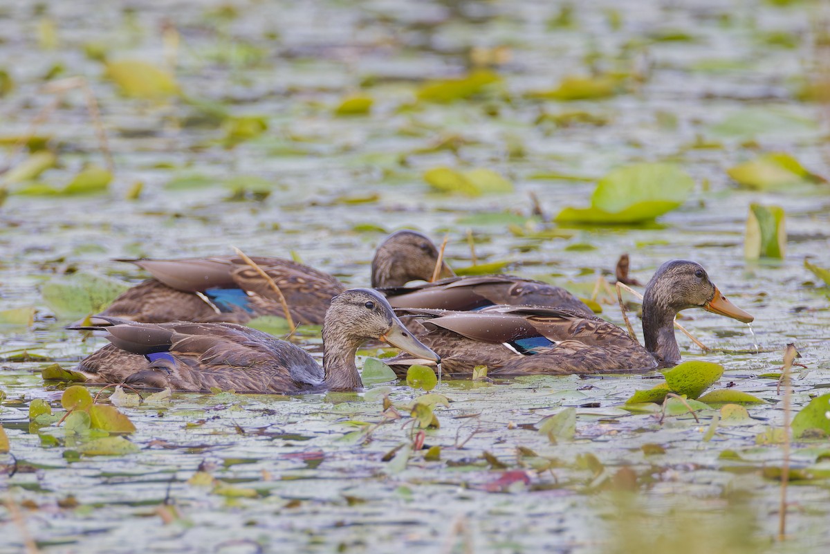 American Black Duck - ML640970134