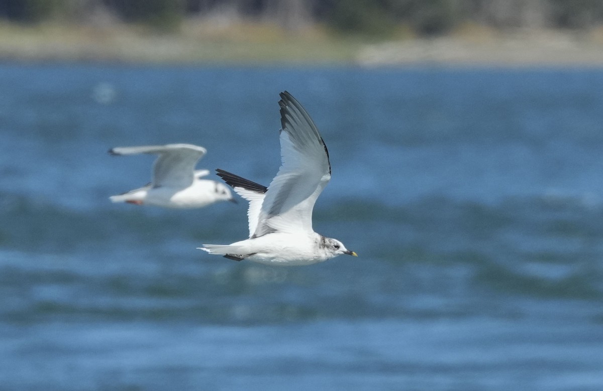 クビワカモメ - ML640970165