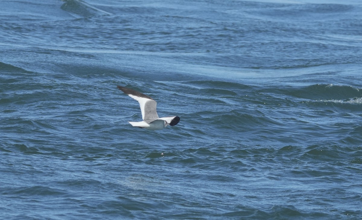 クビワカモメ - ML640970166