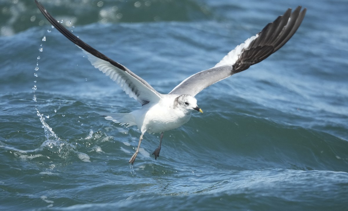 クビワカモメ - ML640970167