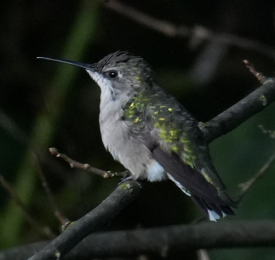 Ruby-throated Hummingbird - ML640970174